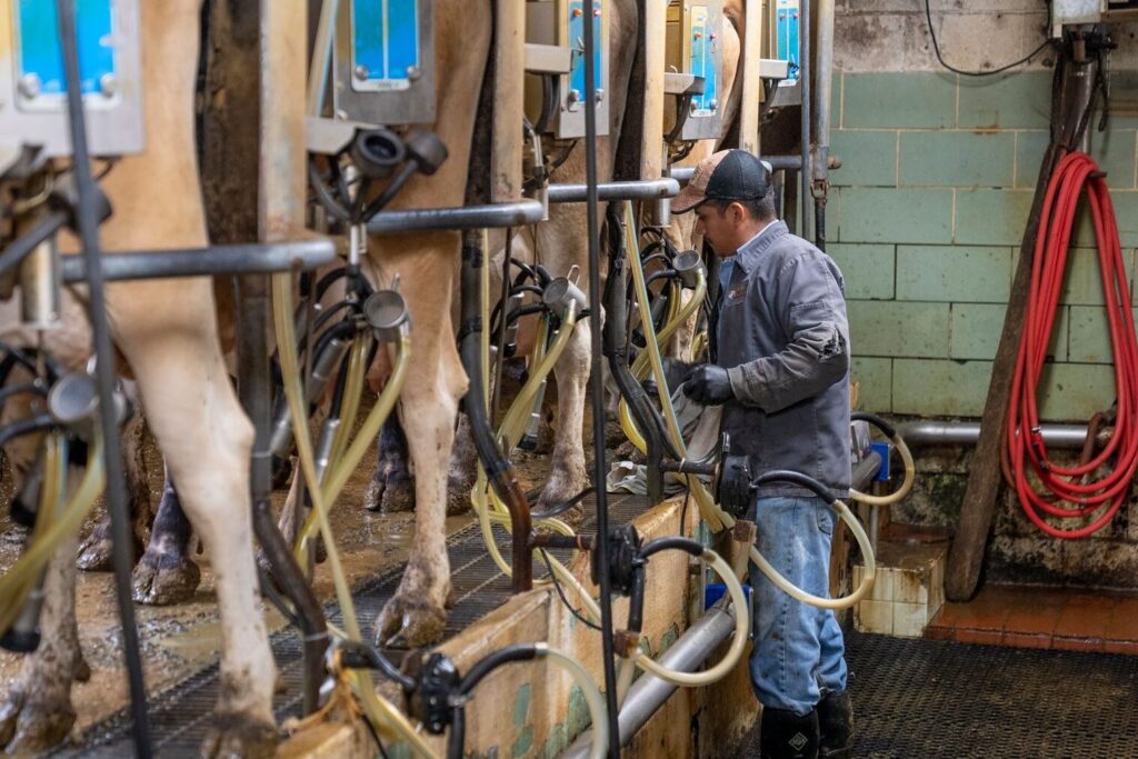 Landmand med kasket betjener malkeanlægget i stalden